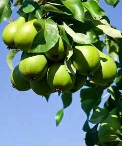 Brighter Blooms D'Anjou Pear Tree Pear Trees