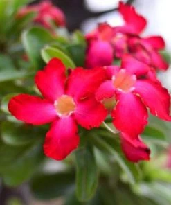 Brighter Blooms Desert Rose Adenium Shrub