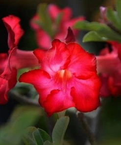 Brighter Blooms Desert Rose Adenium Shrub
