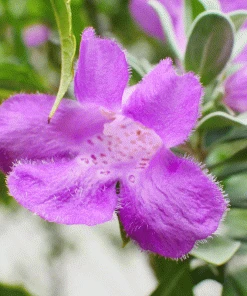 Brighter Blooms Desperado® Sage Plant