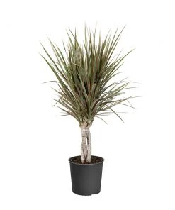 Brighter Blooms Bi-Color Dracaena Plant House & Patio