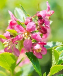 Brighter Blooms Shrubs & Hedges Dwarf Escallonia