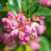 Brighter Blooms Shrubs & Hedges Dwarf Escallonia