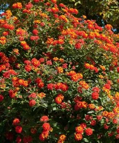 Brighter Blooms Perennials Dallas Red Lantana 8 Brighter Blooms Perennials Dallas Red Lantana