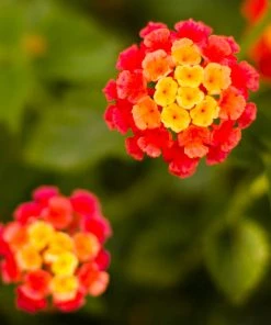 Brighter Blooms Perennials Dallas Red Lantana 7 Brighter Blooms Perennials Dallas Red Lantana