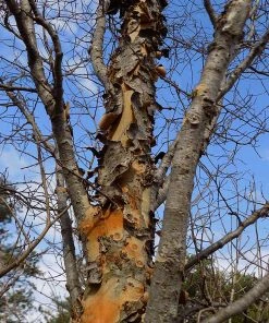 Brighter Blooms Shade Trees DannaSpire Columnar Elm Tree
