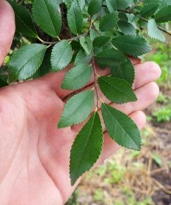 Brighter Blooms Shade Trees DannaSpire Columnar Elm Tree