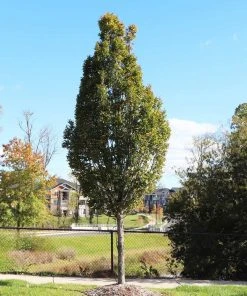 Brighter Blooms Shade Trees DannaSpire Columnar Elm Tree