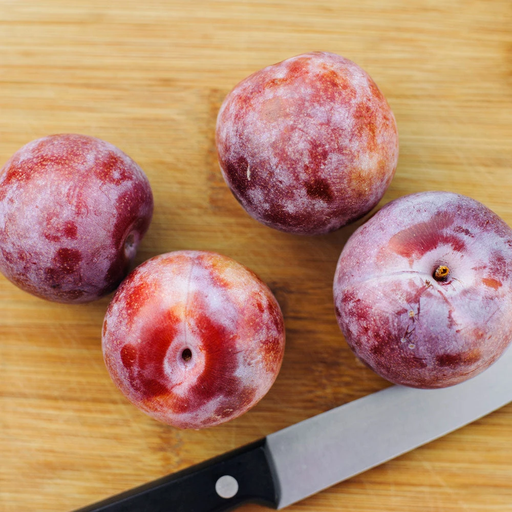 Brighter Blooms Dapple Dandy Pluot Tree Fruit Trees 3 Brighter Blooms Dapple Dandy Pluot Tree Fruit Trees