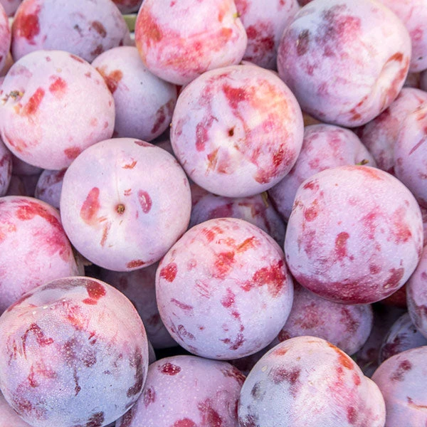 Brighter Blooms Dapple Dandy Pluot Tree Fruit Trees 1 Brighter Blooms Dapple Dandy Pluot Tree Fruit Trees