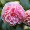 Brighter Blooms Shrubs & Hedges Debutante Camellia Shrub