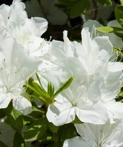Brighter Blooms Shrubs & Hedges Delaware Valley White Azalea Shrub