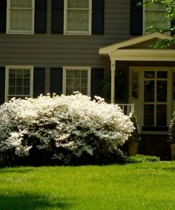 Brighter Blooms Shrubs & Hedges Delaware Valley White Azalea Shrub