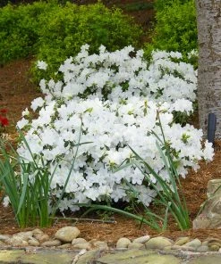 Brighter Blooms Shrubs & Hedges Delaware Valley White Azalea Shrub