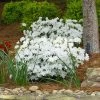 Brighter Blooms Shrubs & Hedges Delaware Valley White Azalea Shrub