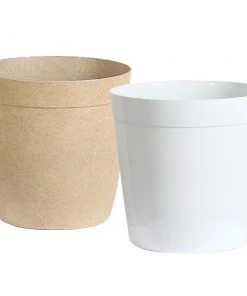 Brighter Blooms Palm Trees Majesty Palm Tree