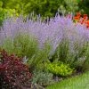 Brighter Blooms Ornamental Grasses Denim 'n Lace Russian Sage
