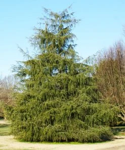 Brighter Blooms Deodar Cedar Tree Evergreen & Privacy