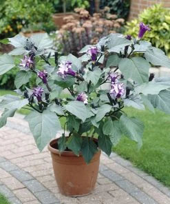 Brighter Blooms Devil's Trumpet Plant Flowering Trees