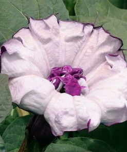 Brighter Blooms Devil's Trumpet Plant Flowering Trees