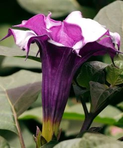 Brighter Blooms Devil's Trumpet Plant Flowering Trees