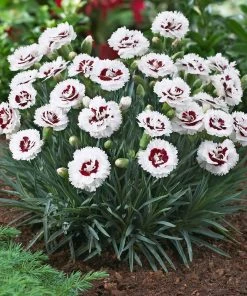 Brighter Blooms Scent First® Coconut Surprise Dianthus Perennials 5 Brighter Blooms Scent First® Coconut Surprise Dianthus Perennials