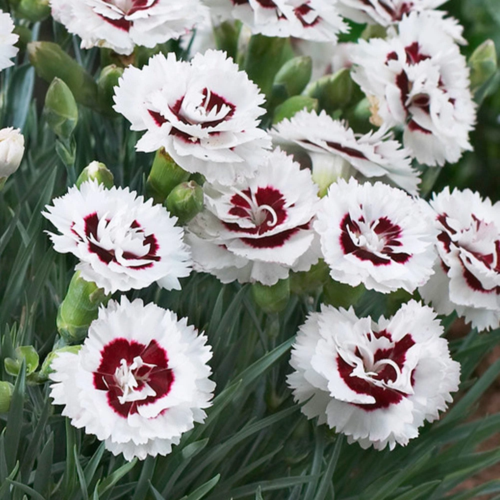 Brighter Blooms Scent First® Coconut Surprise Dianthus Perennials 2 Brighter Blooms Scent First® Coconut Surprise Dianthus Perennials