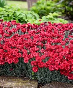 Brighter Blooms Fruit Punch® ‘Maraschino’ Dianthus Perennials