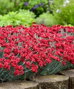 Brighter Blooms Fruit Punch® ‘Maraschino’ Dianthus Perennials
