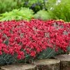 Brighter Blooms Fruit Punch® ‘Maraschino’ Dianthus Perennials