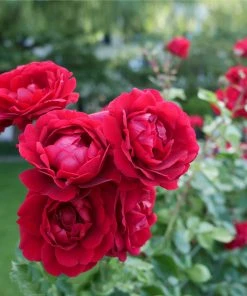 Brighter Blooms Don Juan Rose Roses