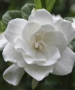 Brighter Blooms Double Blooming Gardenia Tree