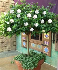 Brighter Blooms Double Blooming Gardenia Tree