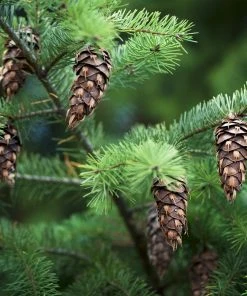 Brighter Blooms Cold Hardy Patio Plants Douglas Fir Tree