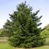 Brighter Blooms Cold Hardy Patio Plants Douglas Fir Tree
