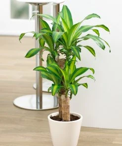 Brighter Blooms House & Patio Dracaena Corn Plant