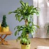 Brighter Blooms House & Patio Dracaena Corn Plant