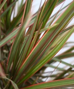 Brighter Blooms Bi-Color Dracaena Plant House & Patio