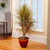 Brighter Blooms Bi-Color Dracaena Plant House & Patio