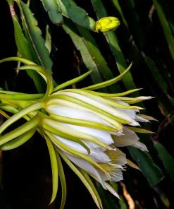 Brighter Blooms Dragon Fruit Cactus SHOP ALL