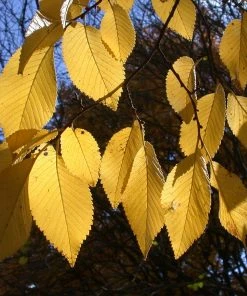 Brighter Blooms Drake Chinese Elm Tree