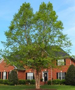 Brighter Blooms Shade Trees Dura Heat'® River Birch Tree