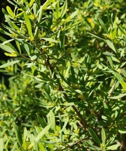 Brighter Blooms Don's Dwarf Wax Myrtle Tree