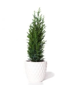 Brighter Blooms Cypress Trees Dwarf Italian Cypress Tree