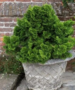 Brighter Blooms Cypress Trees Dwarf Hinoki Cypress Shrub