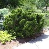 Brighter Blooms Cypress Trees Dwarf Hinoki Cypress Shrub