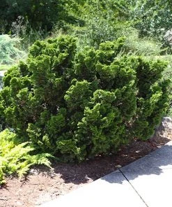 Brighter Blooms Cypress Trees Dwarf Hinoki Cypress Shrub