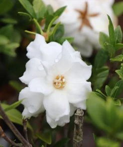 Brighter Blooms Shrubs & Hedges Dwarf Radicans Gardenia Shrub