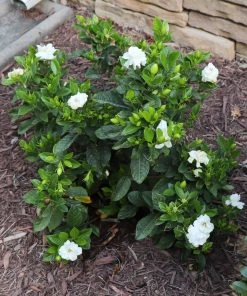 Brighter Blooms Shrubs & Hedges Dwarf Radicans Gardenia Shrub