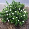 Brighter Blooms Shrubs & Hedges Dwarf Radicans Gardenia Shrub